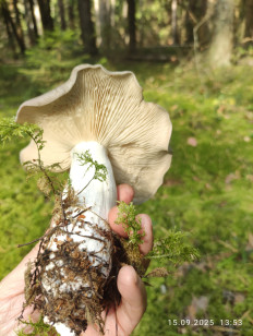 Гриб из Раменское