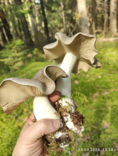 Гриб из Раменское