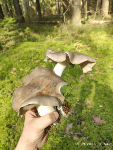 Гриб из Раменское