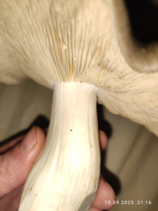 Гриб из Раменское