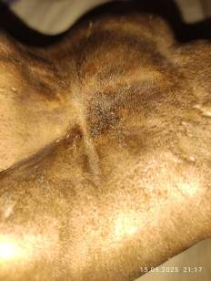 Гриб из Раменское