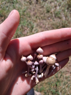 Гриб из Тверь