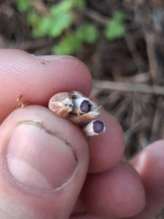 Гриб из Тверь