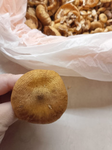 Гриб из Люберцы