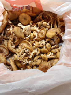 Гриб из Люберцы