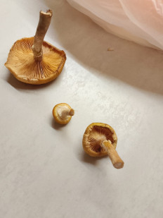 Гриб из Люберцы