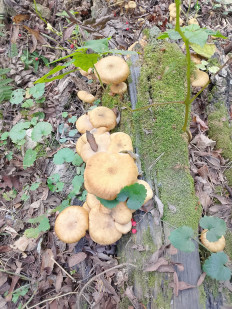 Гриб из Люберцы