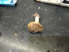 Гриб из Москва