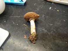 Гриб из Москва