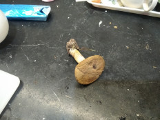 Гриб из Москва