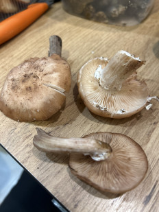 Гриб из Санкт-Петербург