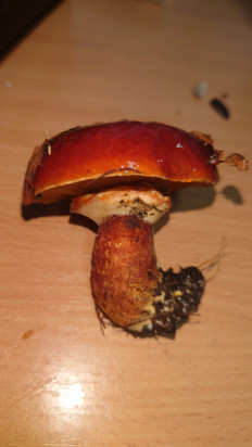 Гриб из Иркутск