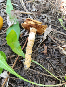 Гриб из Серебрянные Пруды