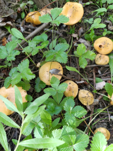 Гриб из Серебрянные Пруды