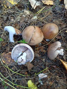 Гриб из Нижний Тагил