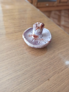 Гриб из Нижний Тагил