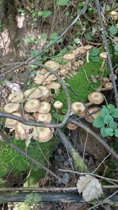 Гриб из Москва