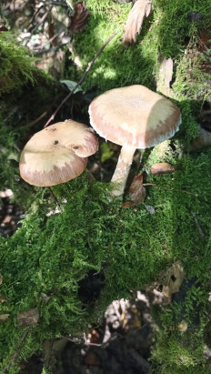 Гриб из Москва