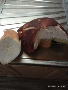 Гриб из Ноябрьск