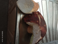 Гриб из Ноябрьск