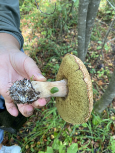 Гриб из Петрозаводск