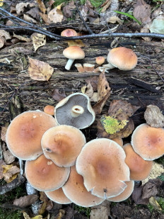 Опёнок кирпично-красный