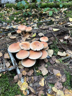 Опёнок кирпично-красный