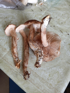 Гриб из Ковдор