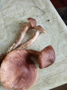 Гриб из Ковдор