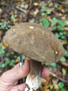 Гриб из Калининградская область