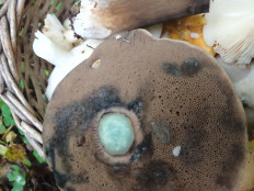 Гриб из Калининградская область