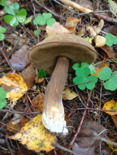 Гриб из Калининградская область