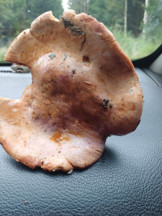 Гриб из Vilnius