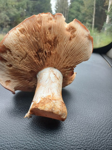 Гриб из Vilnius