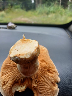 Гриб из Vilnius