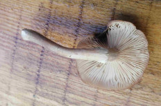 Гриб из Рязань