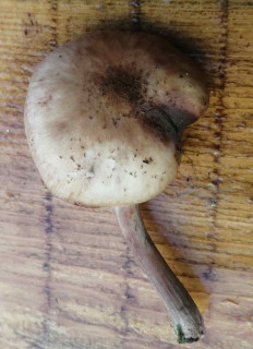 Гриб из Рязань