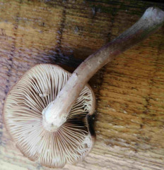 Гриб из Рязань