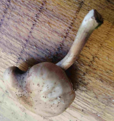 Гриб из Рязань