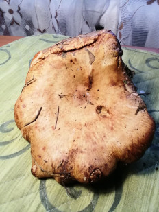 Гриб из Киев