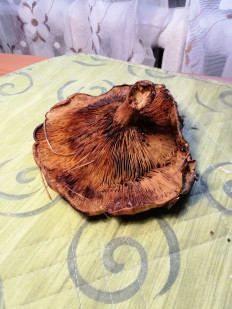 Гриб из Киев