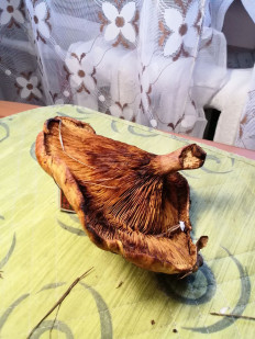 Гриб из Киев