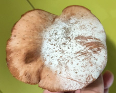 Гриб из Ивантеевка