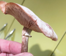 Гриб из Ивантеевка