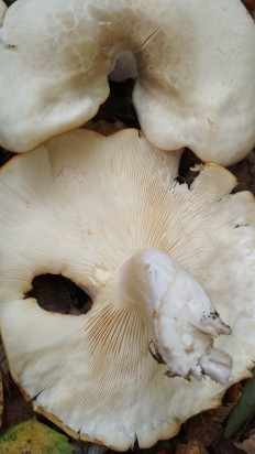 Гриб из Москва