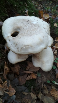 Гриб из Москва