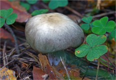 Гриб из Москва