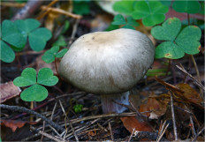 Гриб из Москва