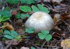 Гриб из Москва