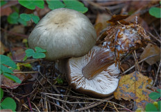 Гриб из Москва